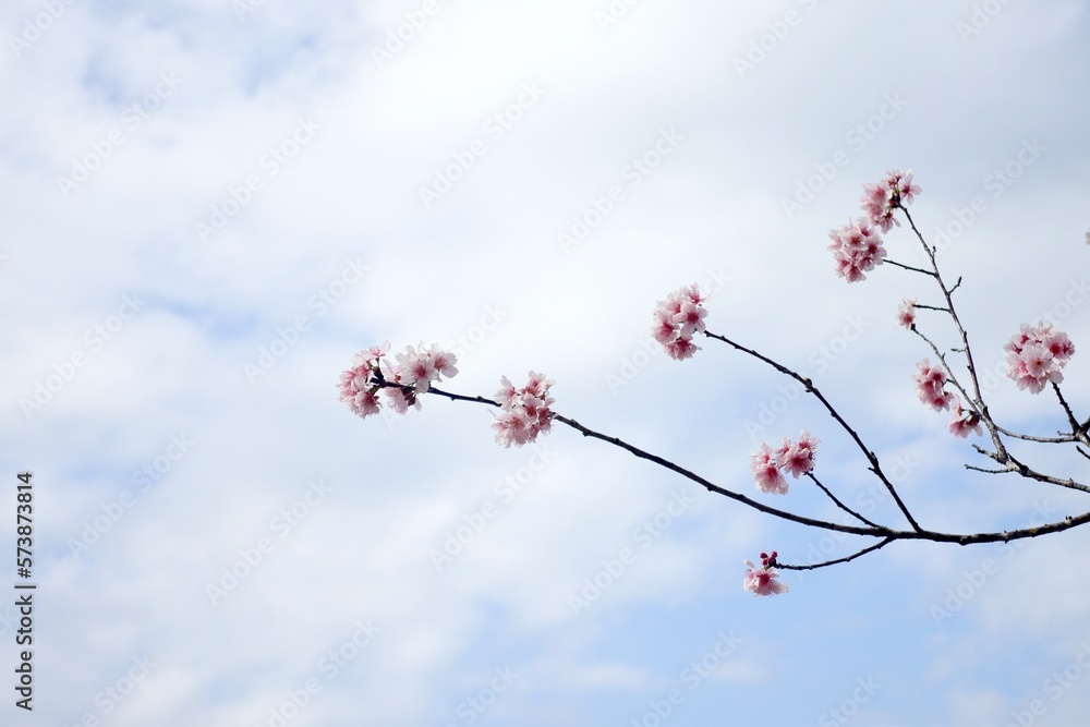 Sakura covered branches