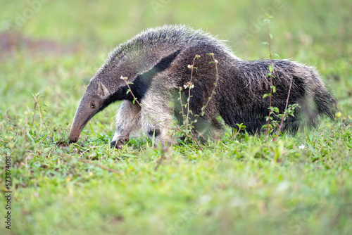 Giant anteater photo