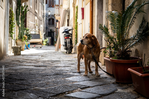 Hund in einer Gasse in Syrakus auf Sizilien, Italien