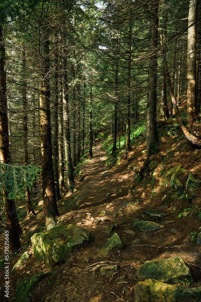 Obraz premium Trail in a dark pine forest on the slopes of the mountain. Carpathians, Ukraine, Europe. Beauty world.