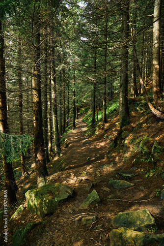 Trail in a dark pine forest on the slopes of the mountain. Carpathians  Ukraine  Europe. Beauty world.