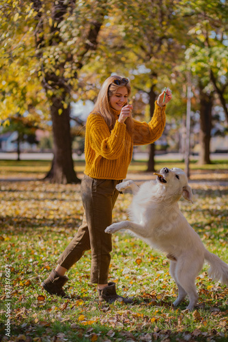 Belgrade, Serbia. November 10th, 2022. Cute golden retriever catching a treat thrown to him by his beautiful owner in a park on a sunny day.