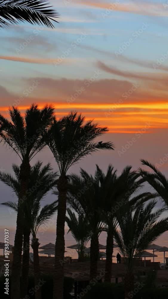 Beautiful landscape with palms on resort beach before sunrise over sea. Vertical video Beautiful landscape with palms on resort beach before sunrise over sea. Vertical video