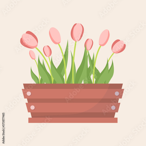 Wooden box with beautiful pink tulips. Illustration of the spring flowers in flat style for Greeting Card.