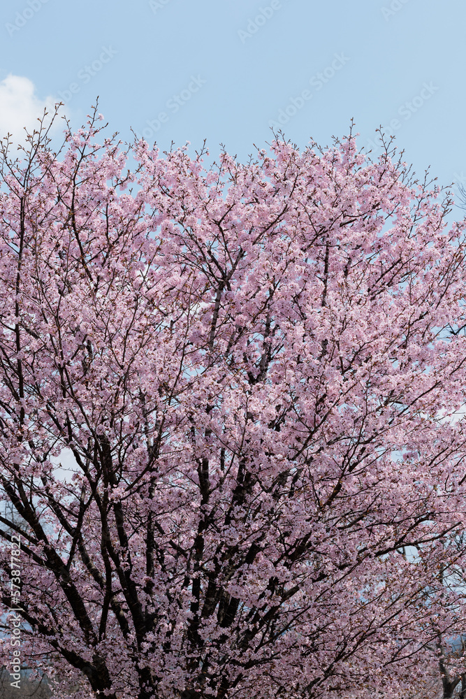 桜（空背景）