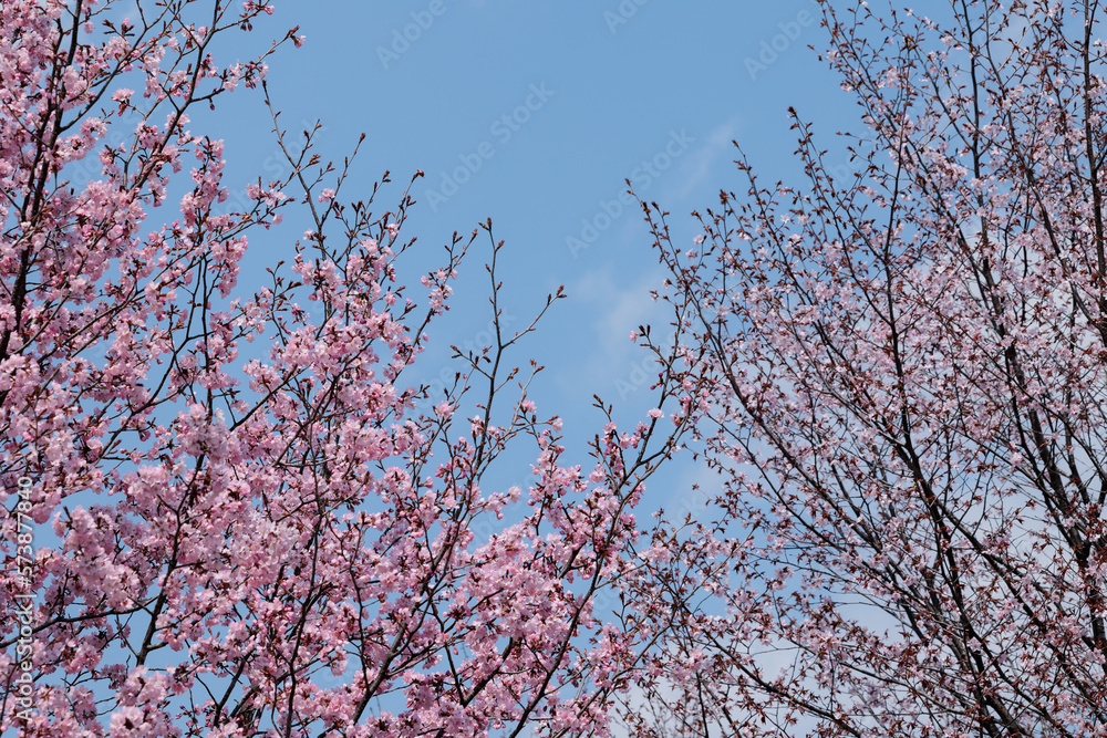 桜（空背景）