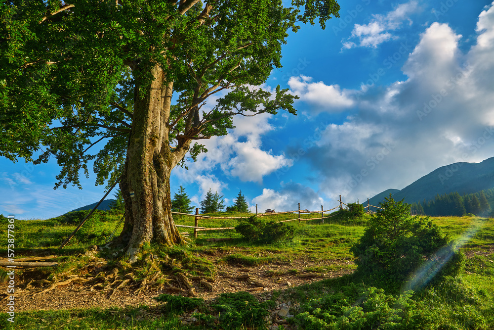 Obraz premium Summer landscape in mountains