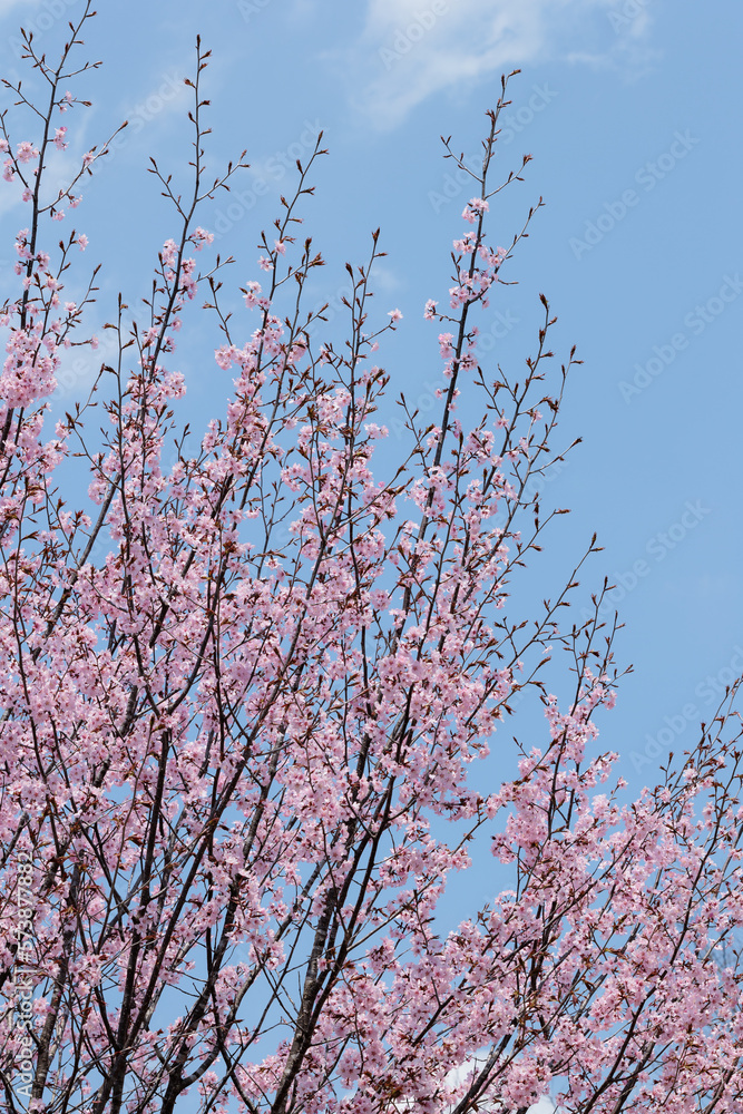 桜(空背景) 桜(空背景)
