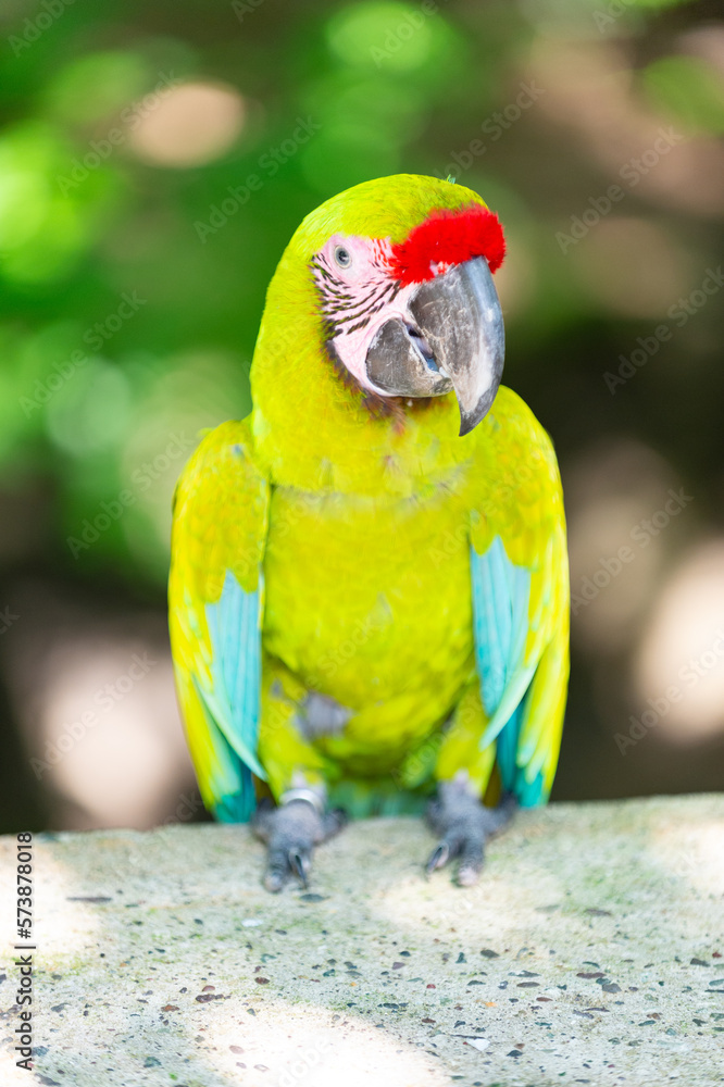 Naklejka premium nice ara macaw parrot outdor. ara macaw parrot outside. photo of ara macaw parrot in zoo.