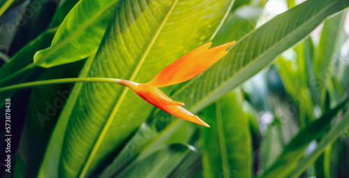 Yellow-orange Heliconia flower on light and dark tropical leaf nature background.green leaves and nature background