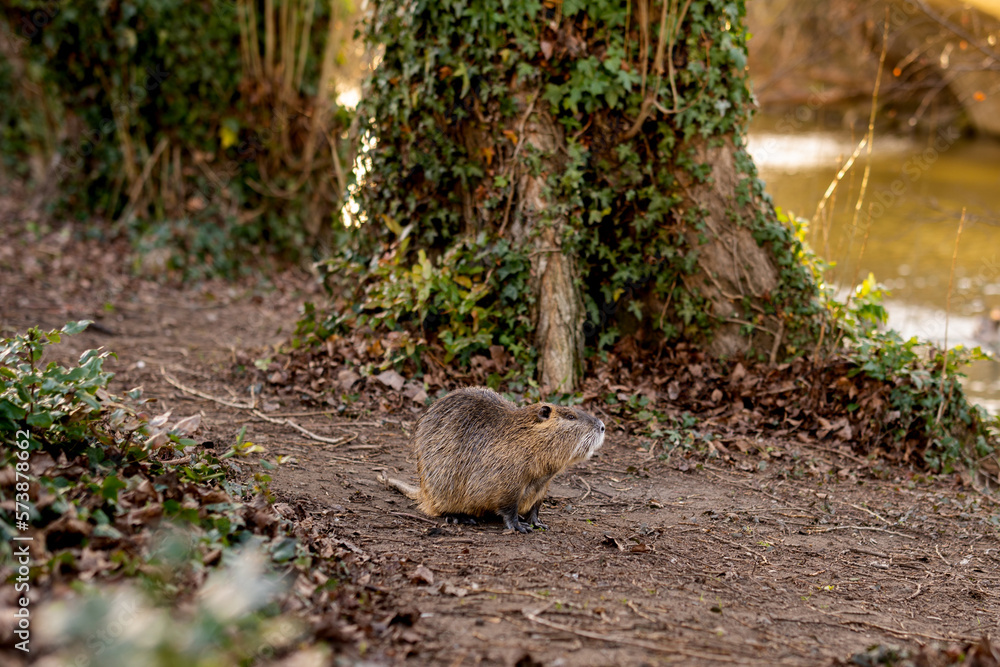 Naklejka premium water rat