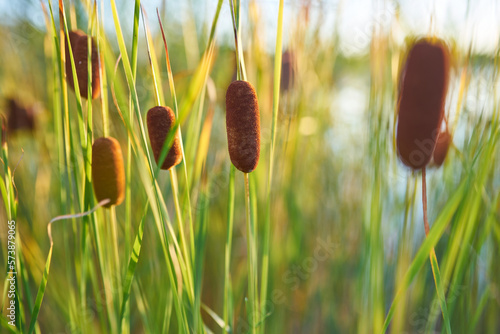 Photos Green reeds on the lake, close up.