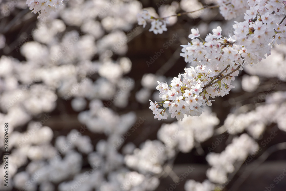 Pretty and lovely pink cherry blossoms wallpaper background, Pretty and lovely pink cherry blossoms wallpaper background,