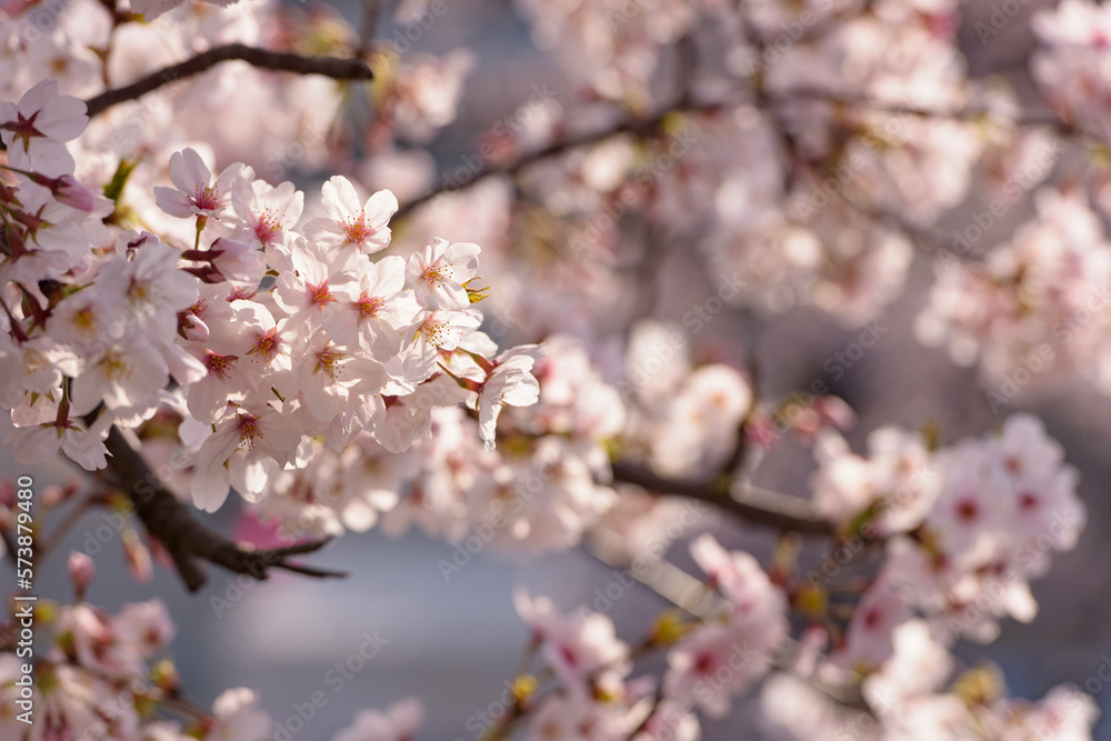Pretty and lovely pink cherry blossoms wallpaper background, Pretty and lovely pink cherry blossoms wallpaper background,