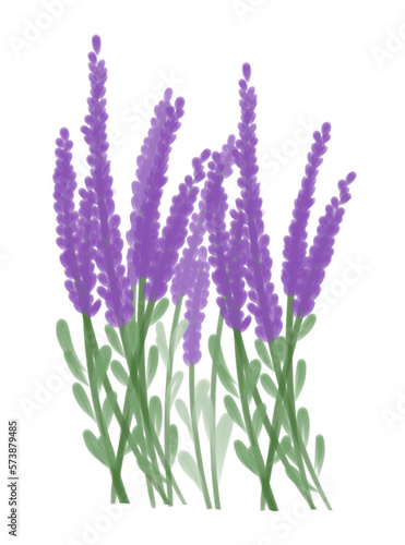 lavender flowers isolated on white background