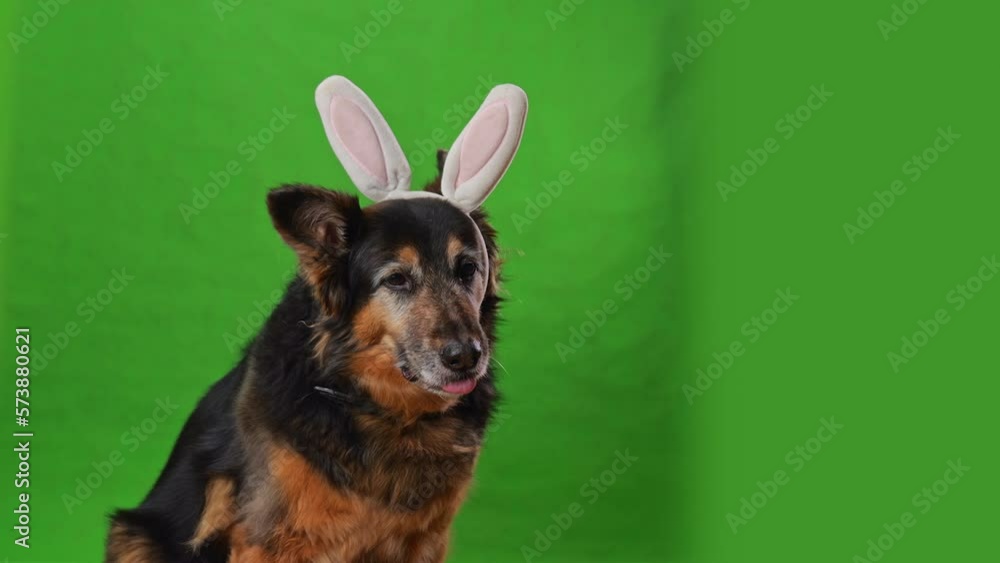 A german shepherd dog with pink easter bunny ears sits on a green screen, looks attentively and smiles. A dog with big hare ears. A german shepherd dog with pink easter bunny ears sits on a green screen, looks attentively and smiles. A dog with big hare ears.