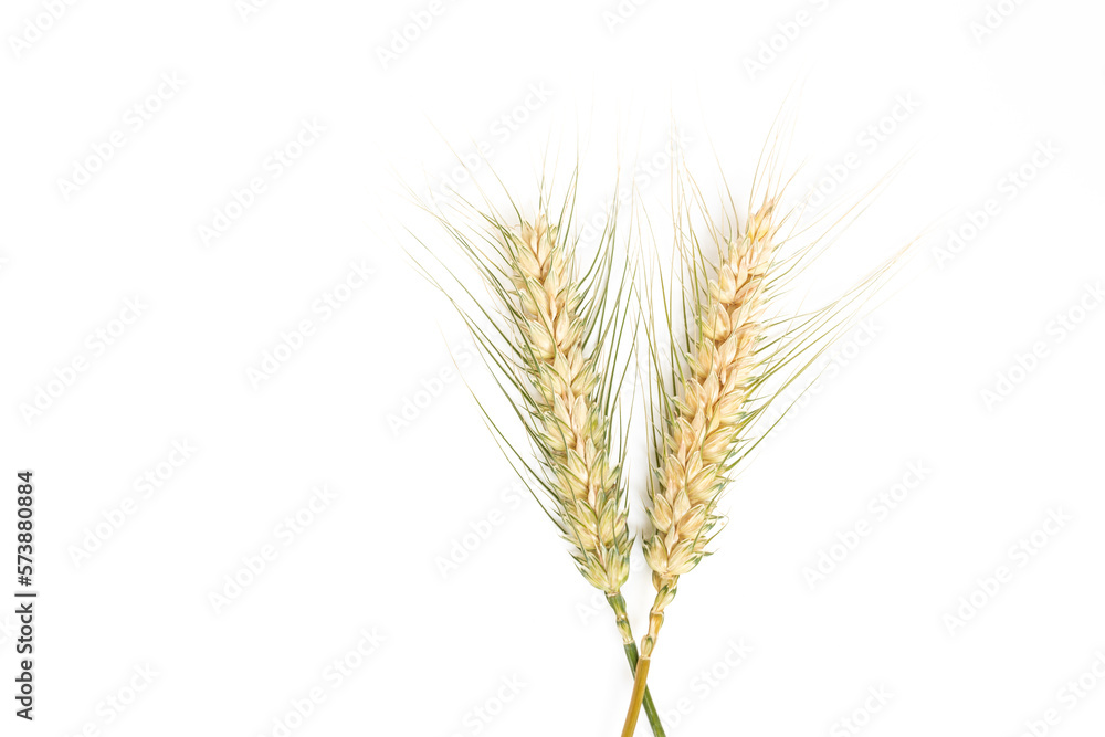 Ears of wheat on a white background