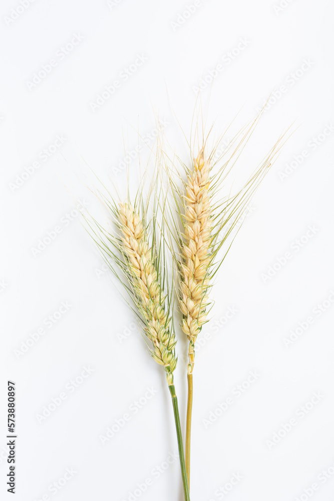 Ears of wheat on a white background	
