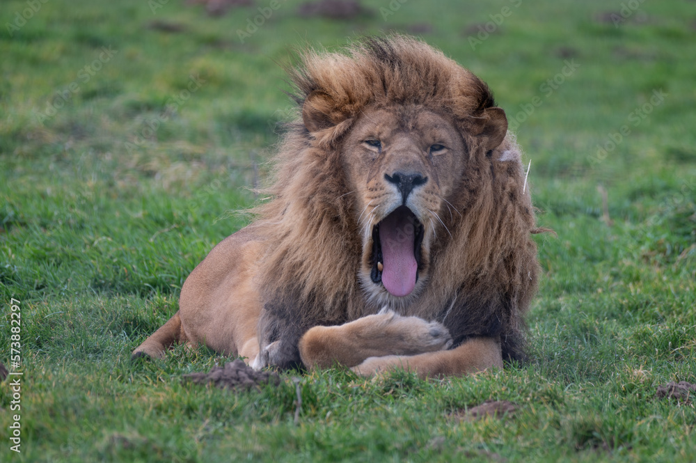 Male Lion Resting on Grass