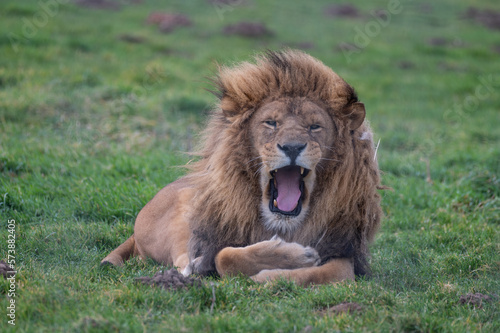 Fototapeta Naklejka Na Ścianę i Meble -  Male Lion Resting on Grass