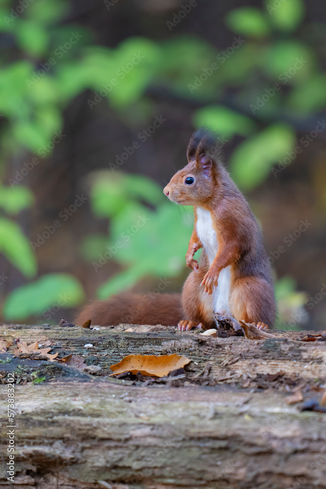 European Red squirrel
