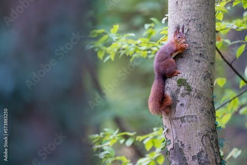 European Red squirrel © Staffan Widstrand