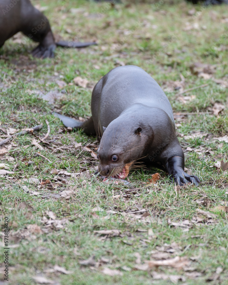 Giant Otter Feeding on Fish Giant Otter Feeding on Fish