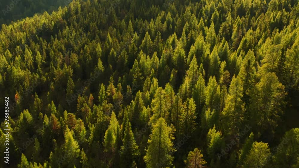Green coniferous treetops in forest illuminated by bright sunlight. Trees grow on forestry mountains in Italian Alps at sunset aerial view Green coniferous treetops in forest illuminated by bright sunlight. Trees grow on forestry mountains in Italian Alps at sunset aerial view