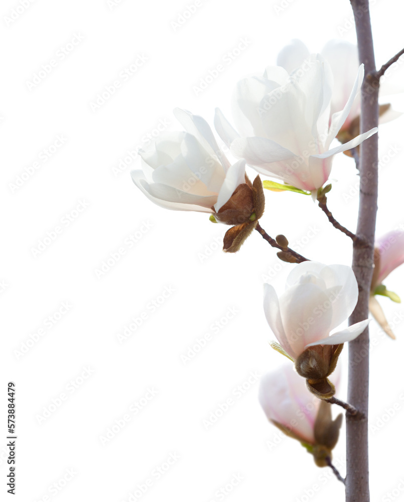 Obraz premium Twig with Magnolia flowers isolated on white background.