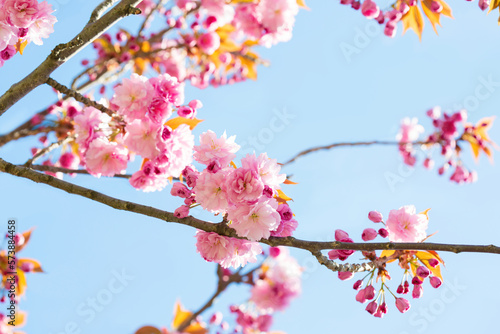 Branches with light pink flowers of Sakura on blue sky background . Selective focus