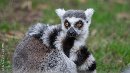 Ring-tailed Lemur Sitting on the Ground