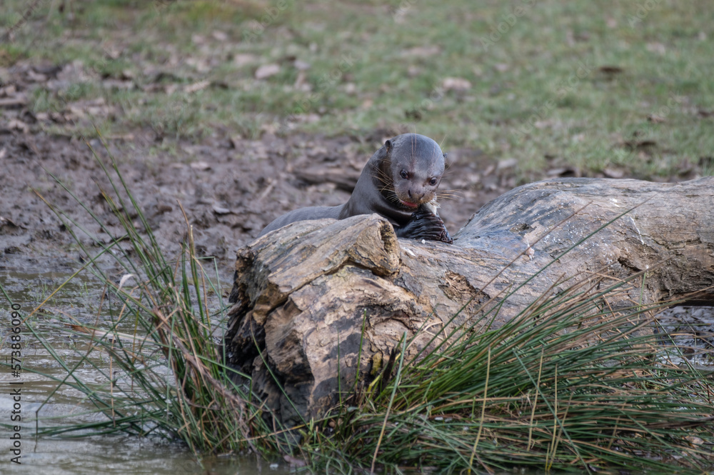 Giant Otter Feeding on Fish on a Log Giant Otter Feeding on Fish on a Log