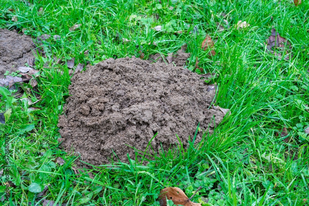 On the green grass, a breast of earth dug by a mole. On the green grass, a breast of earth dug by a mole.