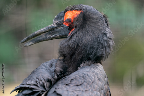 Southern ground hornbill close-up side view