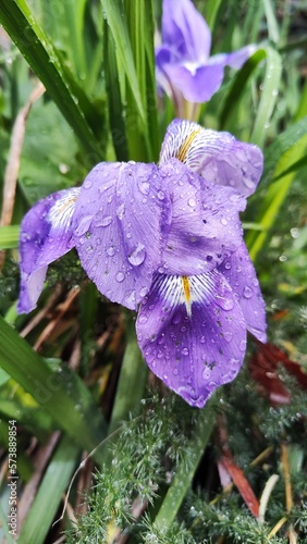 purple iris flower photo