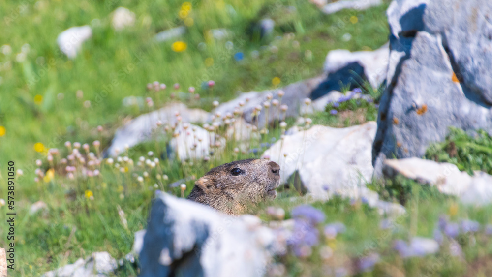 marmotte marmotte