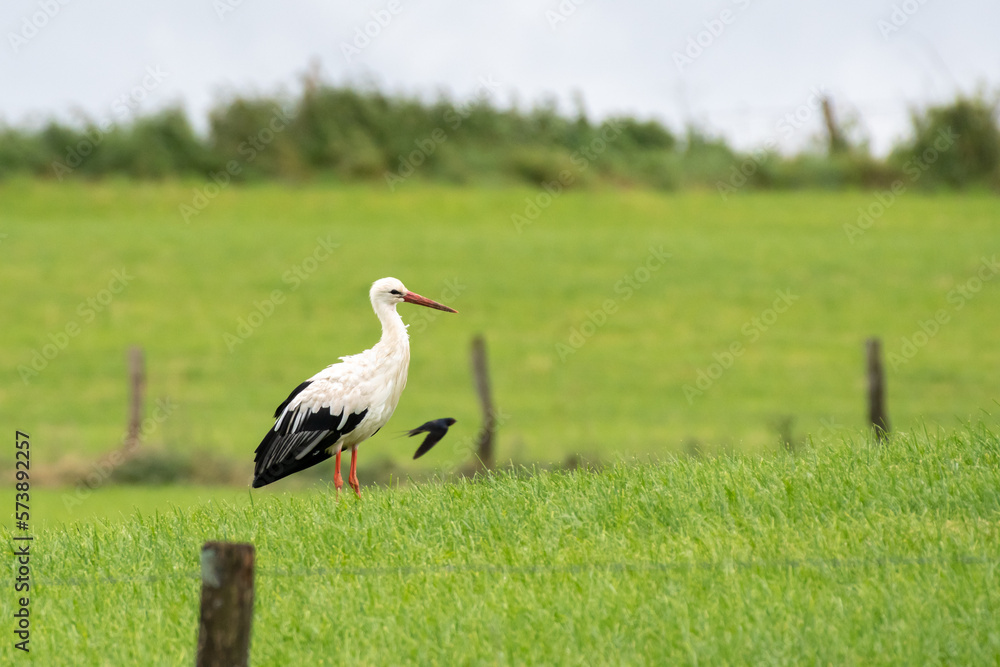 Obraz premium Stork in a field in Luxembourg