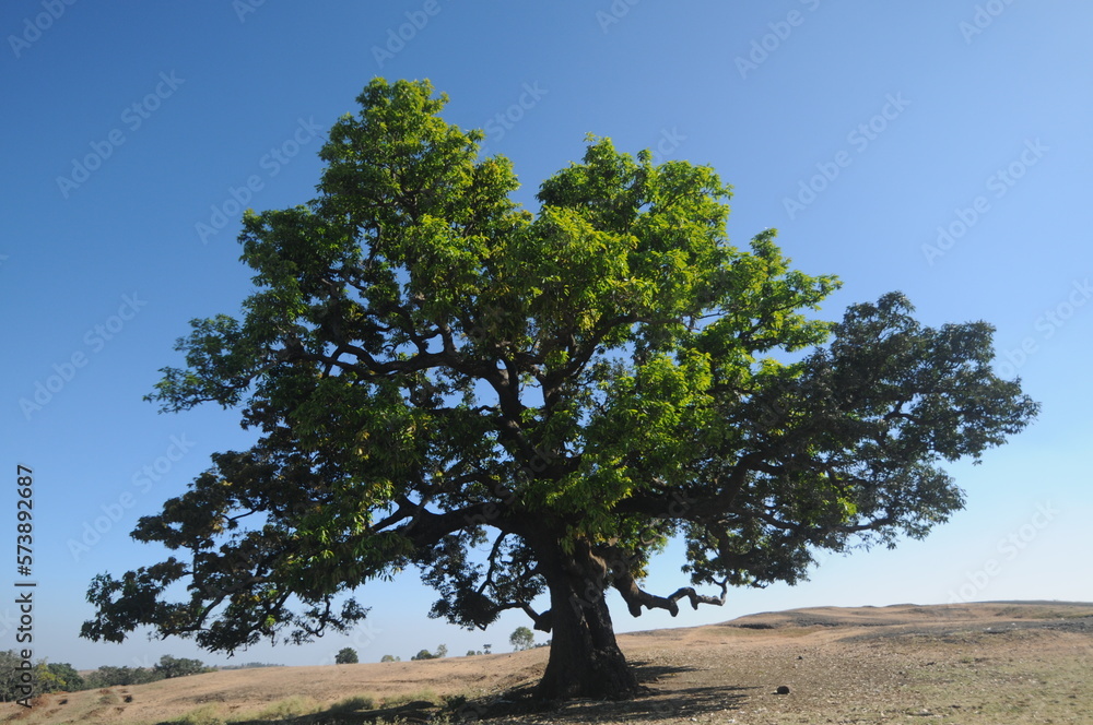 A beautiful tree against evening blue sky with clouds. A beautiful tree against evening blue sky with clouds.