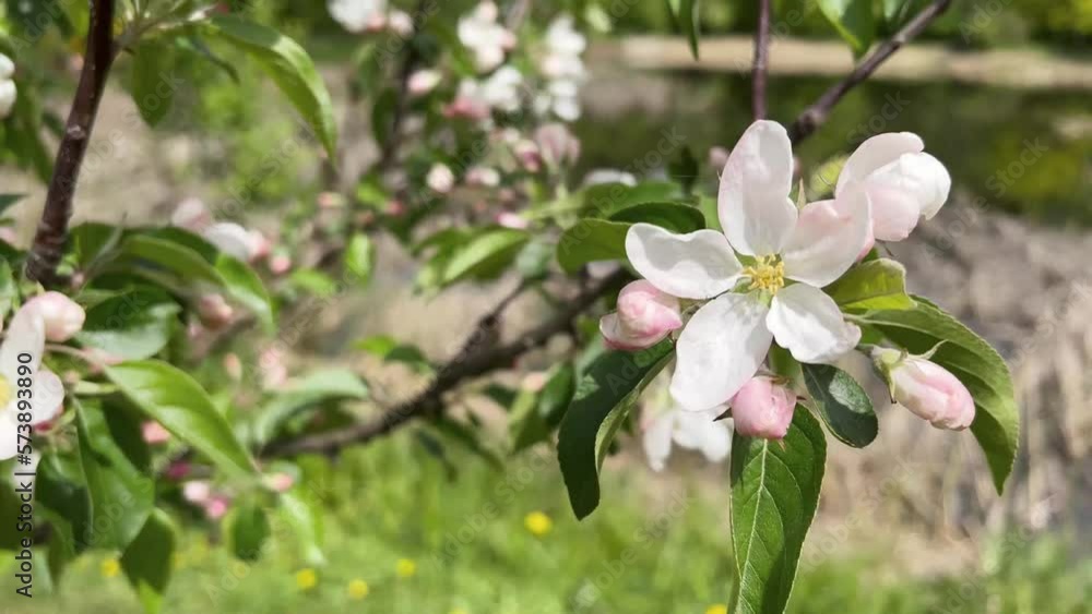 Branches of a blooming apple trees in the Spring Garden. Selective Focus Branches of a blooming apple trees in the Spring Garden. Selective Focus