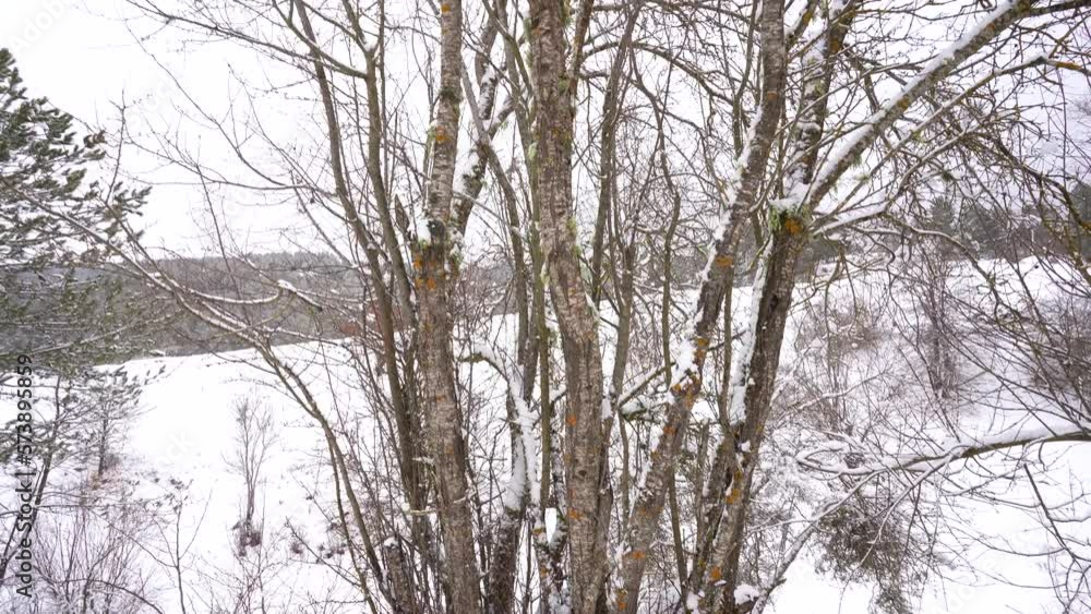 Dry leafless bushes on winter bacghround with hills covered by white snow, tilt shot Dry leafless bushes on winter bacghround with hills covered by white snow, tilt shot