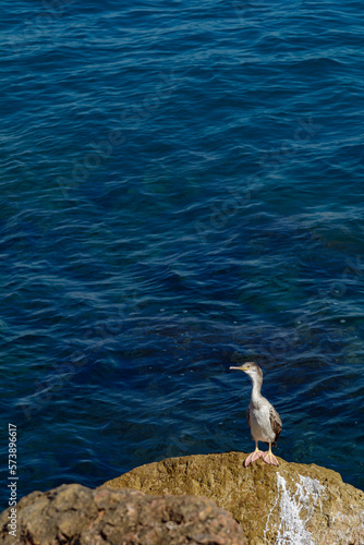 CORMORAN MOÑUDO (GULOSUS ARISTOTELIS) DESCANSANDO EN UNA ROCA photo