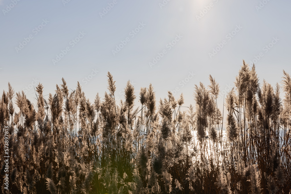 Shaggy tops of dry reeds on the shore of the lake under the bright sun (natural background) Shaggy tops of dry reeds on the shore of the lake under the bright sun (natural background)