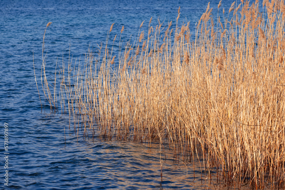 Yellow dry reeds standing in the blue water of the lake Yellow dry reeds standing in the blue water of the lake