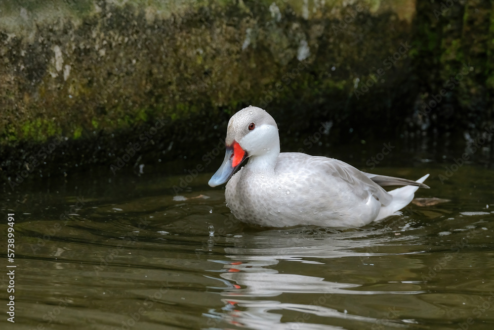 Fototapeta premium White-cheeked Pintail