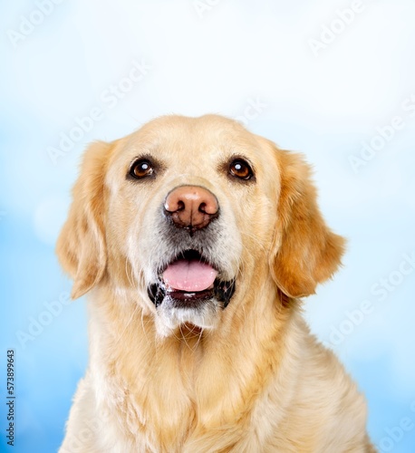 Cute young smart dog pet © BillionPhotos.com
