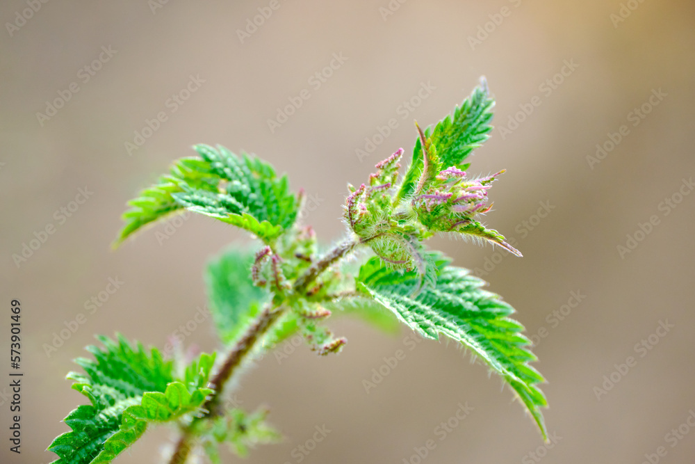 Close up of young mint plant aromatic. Shallow depth of field. Brown background Close up of young mint plant aromatic. Shallow depth of field. Brown background