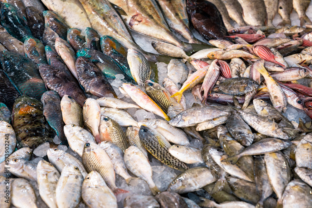 Fresh seafood and fishes at the fish market in Hurghada, Egypt