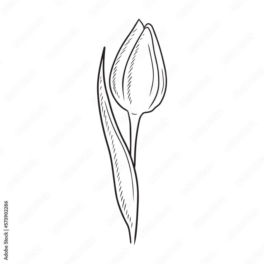 One realistic beautiful tulip bud flower with leaf isolated on white background. Hand drawn vector sketch illustration in vintage engraved style. Gift, happy international womens day, romantic. One realistic beautiful tulip bud flower with leaf isolated on white background. Hand drawn vector sketch illustration in vintage engraved style. Gift, happy international womens day, romantic.