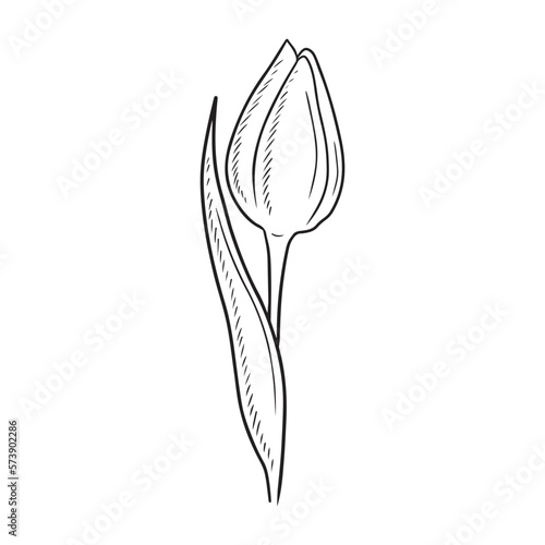 One realistic beautiful tulip bud flower with leaf isolated on white background. Hand drawn vector sketch illustration in vintage engraved style. Gift, happy international womens day, romantic.