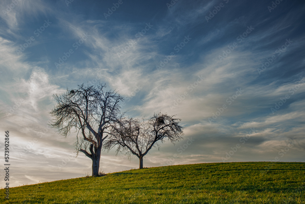 Image of two trees without leaves in a green field and a blue sky and clouds background